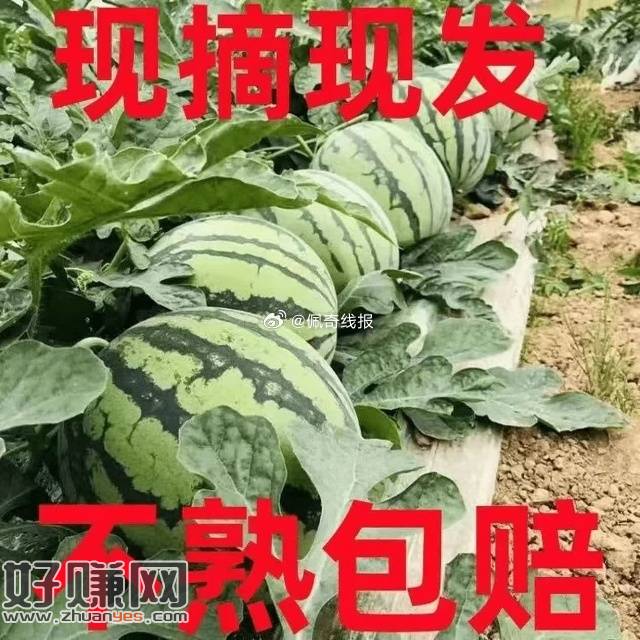 𝑩𝒖𝒈‼才折1.6/斤！ 速秒，京喜自营，泡沫箱发货❗