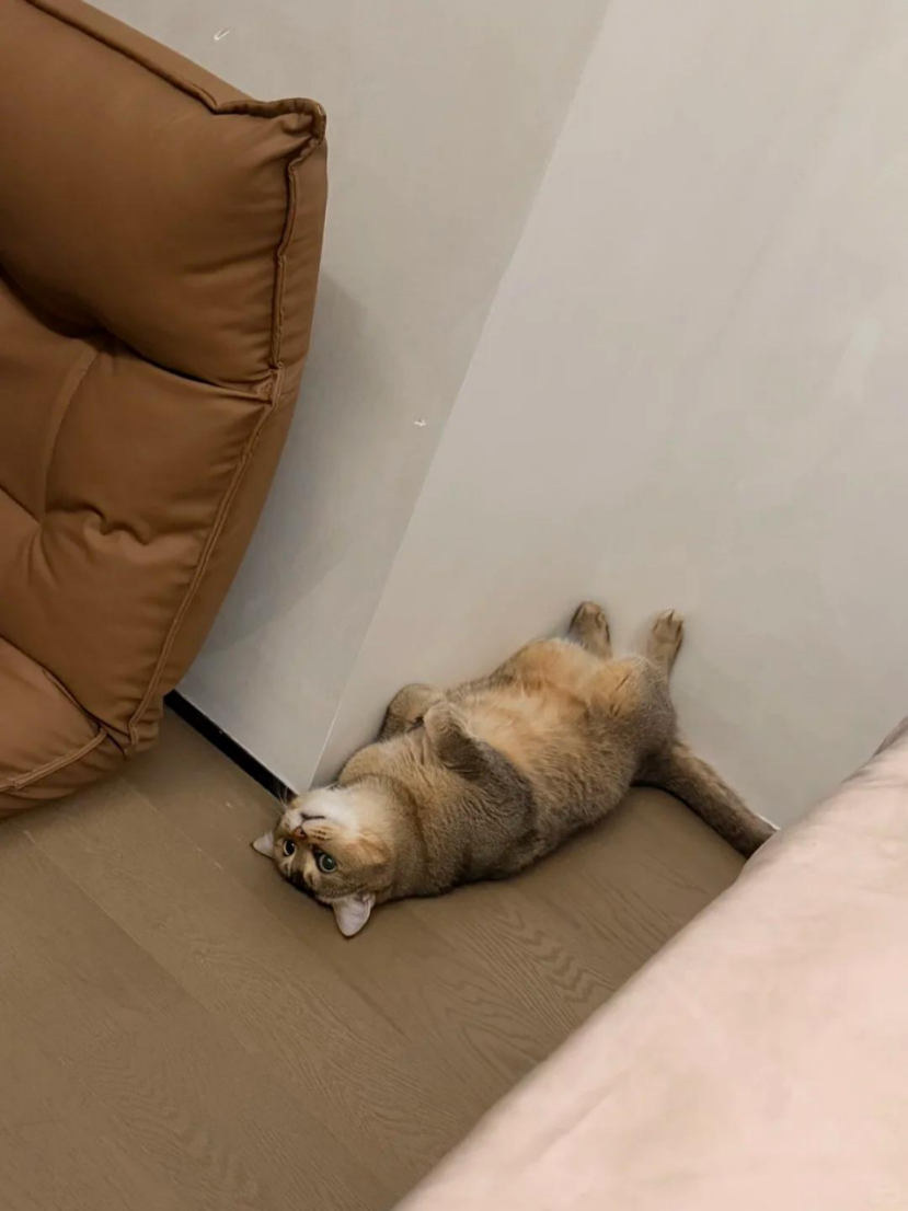 筱禾经常觉得自己和小猫相处的时间不够多。(图/受访者提供)