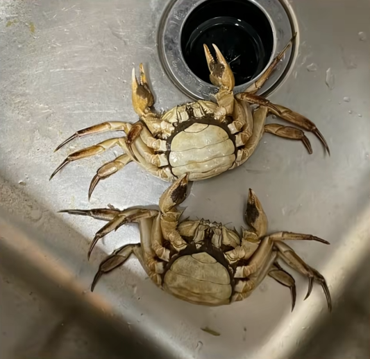 真正死蟹蟹腿是趴着的